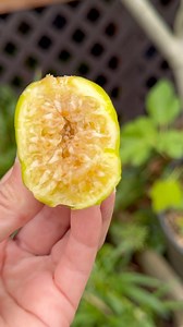 Hey there! This video is as recorded a couple of weeks ago. The Peter’s honey fig trees had a productive main crop this year! We had plenty to share with wildlife.💚🌳 #fruits #fig #ficuscarica #petershoney #vegetablegarden #fruittrees #gardeningtips #growfood #brix #soilhealth #planthealth | Learn To Grow