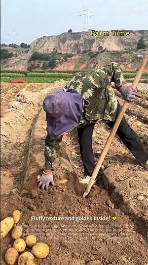 Hand-Harvesting Yellow-Fleshed Potatoes 🥔