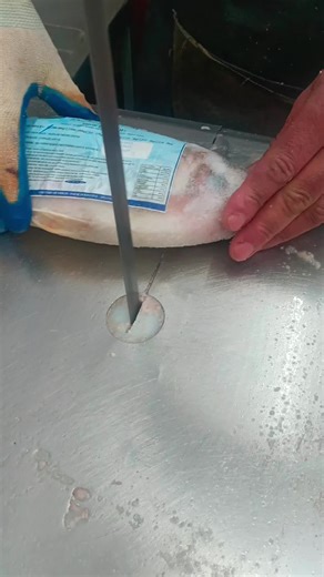 amazing frozen Big japanes puti fish cutting skills 🐠🐟#treanding #foryou #fyp #shorts #viral