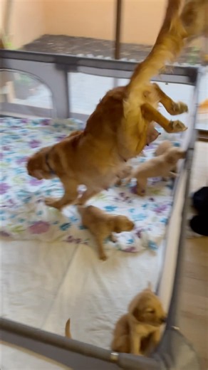 Puppies moving day! #goldenretriever