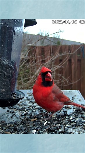 A Male Cardinal Chewing On Sunflower Seeds - #shorts