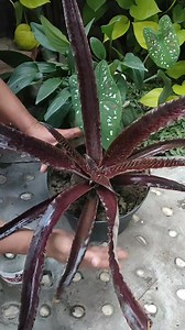 What do you think? #plants #ornamentalplants #snakeplants | Iksan Red