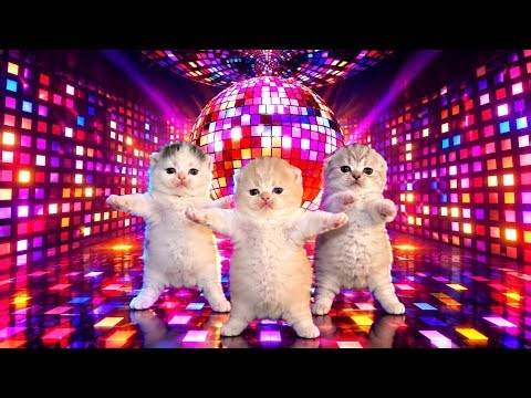 Cats Dancing - Cool ( That Or That) (Best Part Looped + Viral Version)