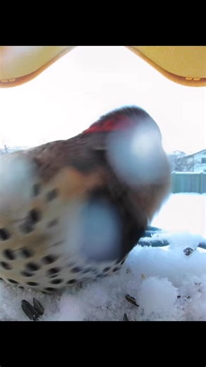 This is from February 2025 when a Northern Flicker first made its appearance at our feeder. I hadn't cleared the feeder after a large snowfall but the Flicker didn't seem to mind. It was well equipped to pick through the snow with its long beak. #northernflicker #birdfeeder #birdbuddy #wildlife | Sadie the Quaker Parrot