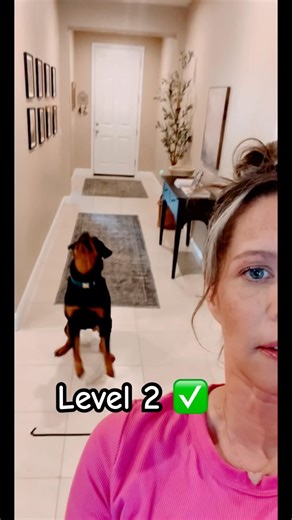 She caught it behind my back #dog#dogshorts#shorts#tricks#pets#reels#smart#cutedog#reels#viral