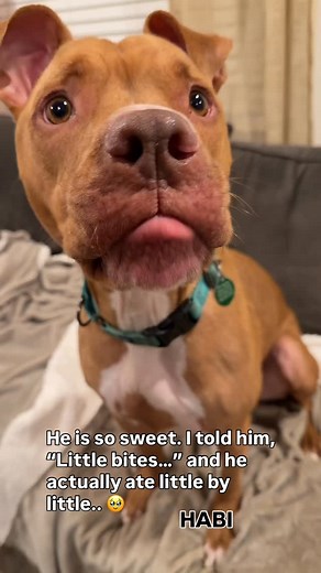 Habi is available for adoption SFC VIRGINIA Fredericksburg VA | Nowlins Fostering