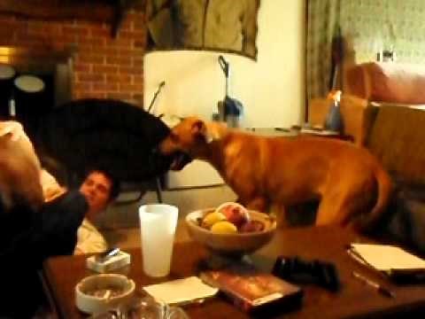 Dog bites guy in the balls