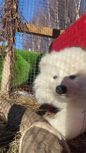 Exploring Domestic Raccoon Breeds and Their Care