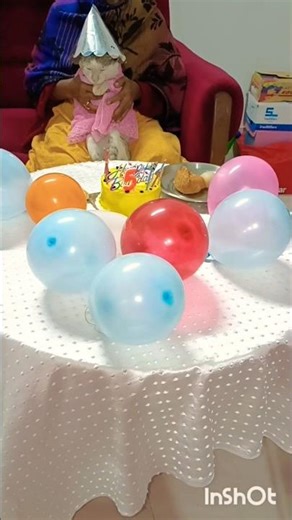 happy birthday junu|#cat #birthday #celebration #petlover #shorts #ytshorts
