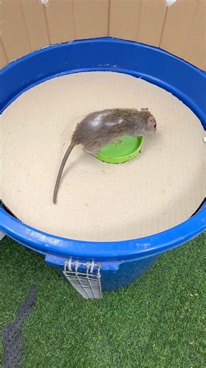 Easy Bucket Mouse Trap You Can Build at Home #music