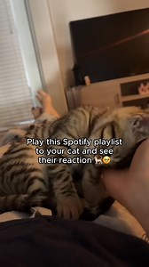 If your cat hates being alone, this playlist might actually help 🐈❤️ | Purry