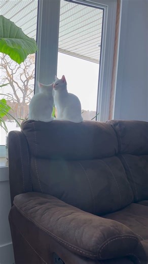 Cats looking out window cute