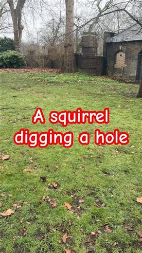 “Squirrel digging a hole” in Bulgarian #bulgarianlanguage #learnbulgarian