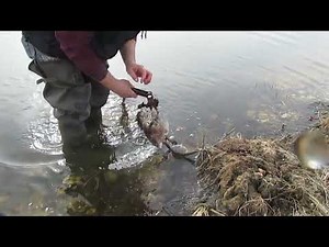 Catching muskrat and making a homemade Rat Lure