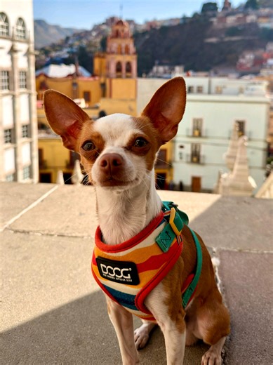 Quien diría ✨️💖🐶 #roadtrip #perrostiktokers #love #loveislove