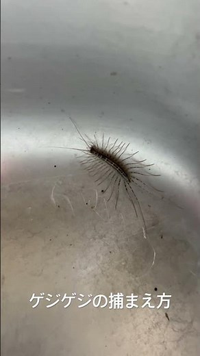 ゲジゲジの捕まえ方 #永谷寺 #昆虫 #動物 #虫 #山奥暮らし