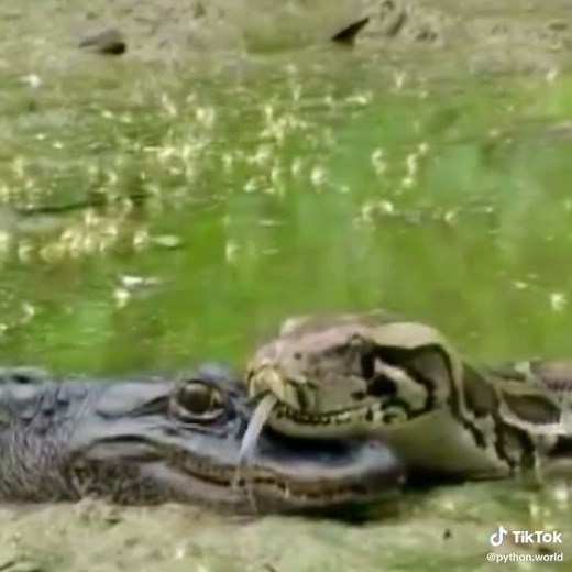 Wild Anaconda Hunting Crocodile Encounter