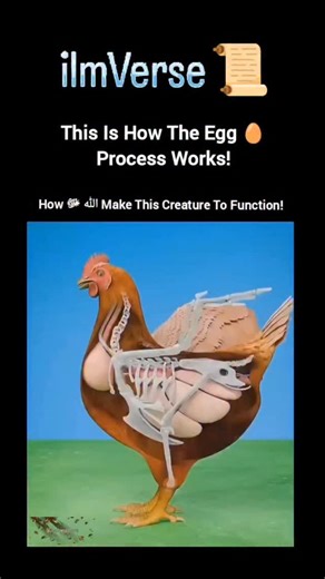 ilmVerse on Instagram: "An egg is made inside a hen througha step-by-step biological process that takes about 24-26 hours from start to finish. It begins in the ovary, where the hen releases a yolk. The yolk already contains all the nutrients needed to feed a developing chick if the egg is fertilized. The yolk then moves into the oviduct, a long tube where the rest of the egg forms. In the first section, the egg white (albumen) is added. This thick, clear liquid surrounds the yolk and protects i