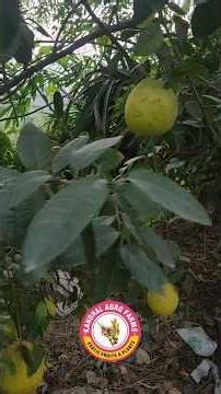 Cocktail Citrus tree Update after 4 years WITH FRUITS