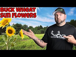Buck wheat Sun Flower And Clover Food Plot For Deer