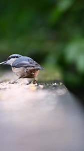 Nuthatch collecting all the sunflower seed from the seed mix on the bridge. | The Robin Whisperer
