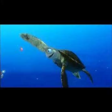"Give me some Fin, Noggin, Duuuudee" Finding Nemo
