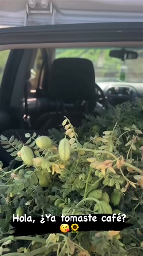 Ya Tomaste Café - Video Original del Niño Divertido