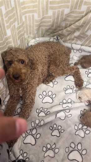 🤣🤣 poodles know exactly what they be doing #fyp #viral #puppies #dogs #poodle