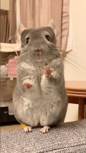 🐹✨ Chinchilla Facts That Will Blow Your Mind! 🧠❄️ | Fun Animal Secrets
