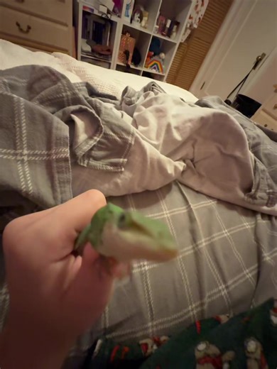 ziggy #lizardsoftiktok #anole #fyp | green anole