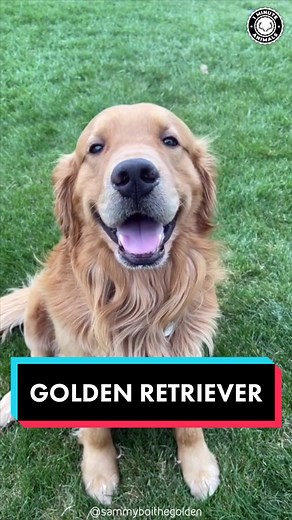 Golden Retriever: The Best Family Dog