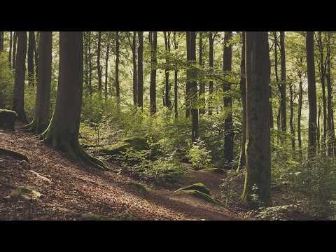 🌳 4K - Relaxing Nature Sounds For Stress Relief, Forest Sounds, Bird Song, No AI
