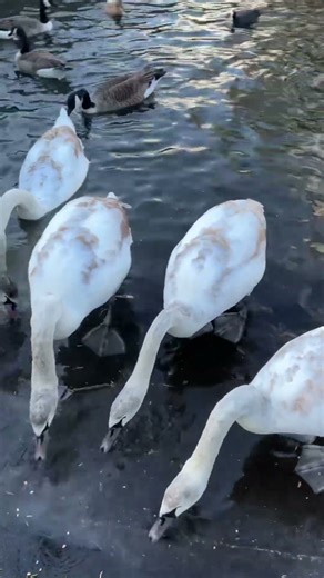 Swan Feeding #birds #birdlovers #waterfowl #swan #swans #explore #fypシ #shorts #viralshorts #fyp