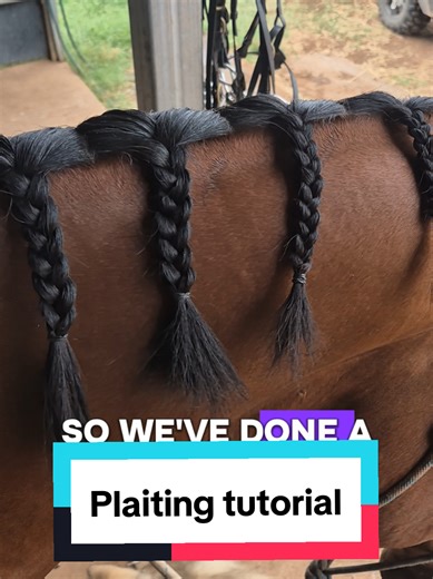 Plaiting Tutorial for Competitions: Step-by-Step Guide
