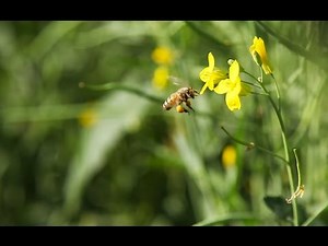 Canola and Bees