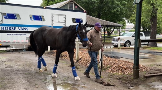 Welcome to Saratoga, RODRIGUEZ! The Wood Memorial champ has arrived back on the East Coast for the Belmont Stakes presented by NYRA Bets! | Belmont Stakes