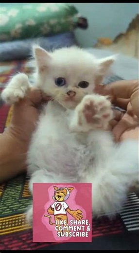 cute cute kitten ❤️😂❤️😂 #cat #kitten #animals #cute