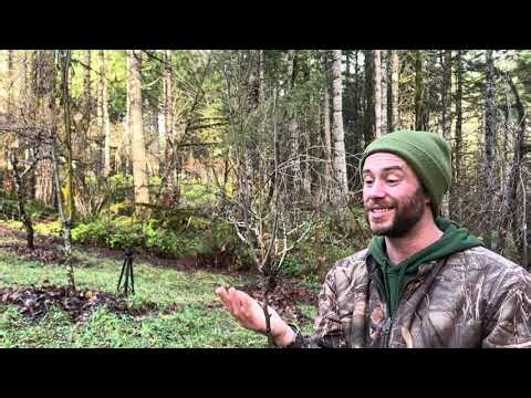 Central leader pruning young apple trees