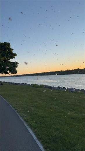 🪰Swarms of sandflies along Niagara river at sunset🪰