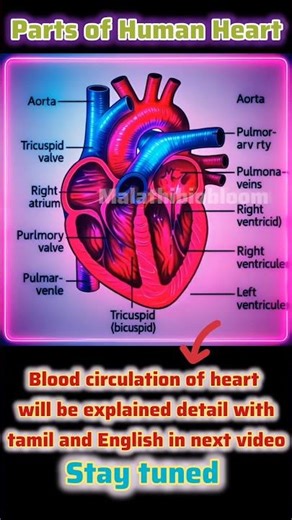 3D animation of Human circulatory system/parts of Human heart