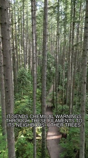 The forest floor is a living telephone line.