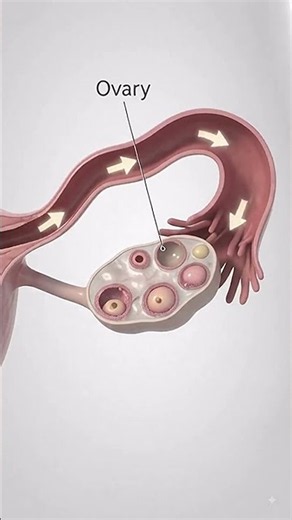 Human Reproduction Explained | Male & Female Reproductive Systems |Fertilization & Early Development