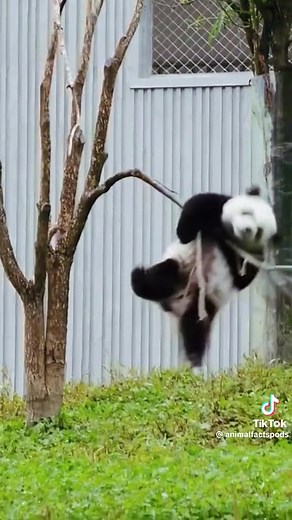 Pandas Being Clumsy: Hilarious Moments