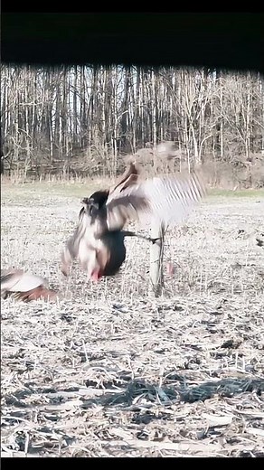 This Old Gobbler Thought He Was Untouchable… Pin Settled #turkeyhunting #archery #gobblerhunting
