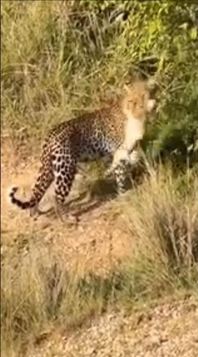 ヒョウが獲物をうまく狩る #wildlife #特有種 #animals #捕食シーン
