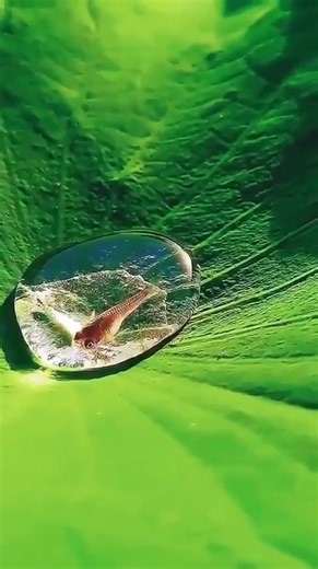 💧🐟 Tiny Fish Trapped in Water Droplets?! These fish aren’t floating — they’re stuck in physics. Sometimes tiny fish get trapped inside water droplets on lotus leaves, held there by surface tension. No nets. No cages. Just molecular forces saying, “You live here now.” It looks impossible. It’s completely real. And it’s one of the coolest accidental science experiments nature runs daily. 🧠 Surface tension: doing unhinged things since forever. 👕 Science you can wear → www.scienceb-tch.com 💬 Wo