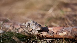 European Green Lizard Lacerta Viridis Sits on a Log in Forest. Scaled reptile is resting, breathing heavily in dry grass at sunset. Gecko looking for prey. Survival in wild. Slow motion. Close up.