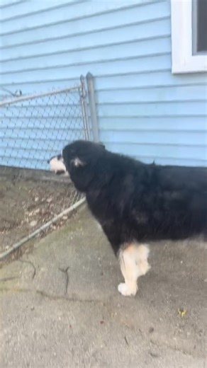 34He’s the absolute best welcoming committee #dog #talkingdog #alaskanmalamute | Krispy K9 Execs