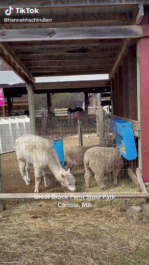 Finding cool places in massachusetts part 3 - Great Brook Farm State Park - filled with hiking, animals and ice cream 🍦 #WidenTheScreen #fyp #foryou