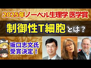 【ゆっくり解説】制御性T細胞とは何か？坂口志文氏の研究成果【ノーベル賞2025年】